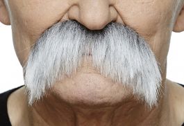 Mustache Wally Grey